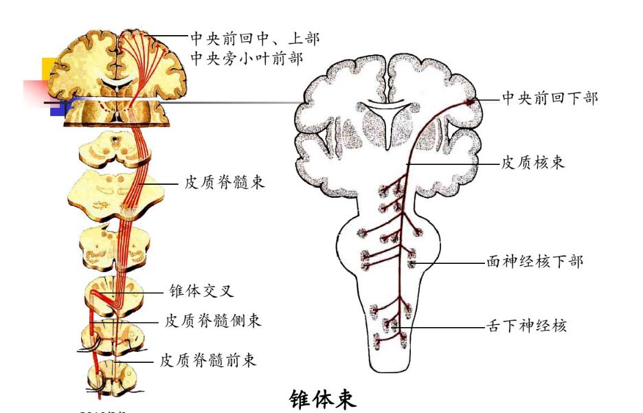 皮质脑干束传导示意图图片