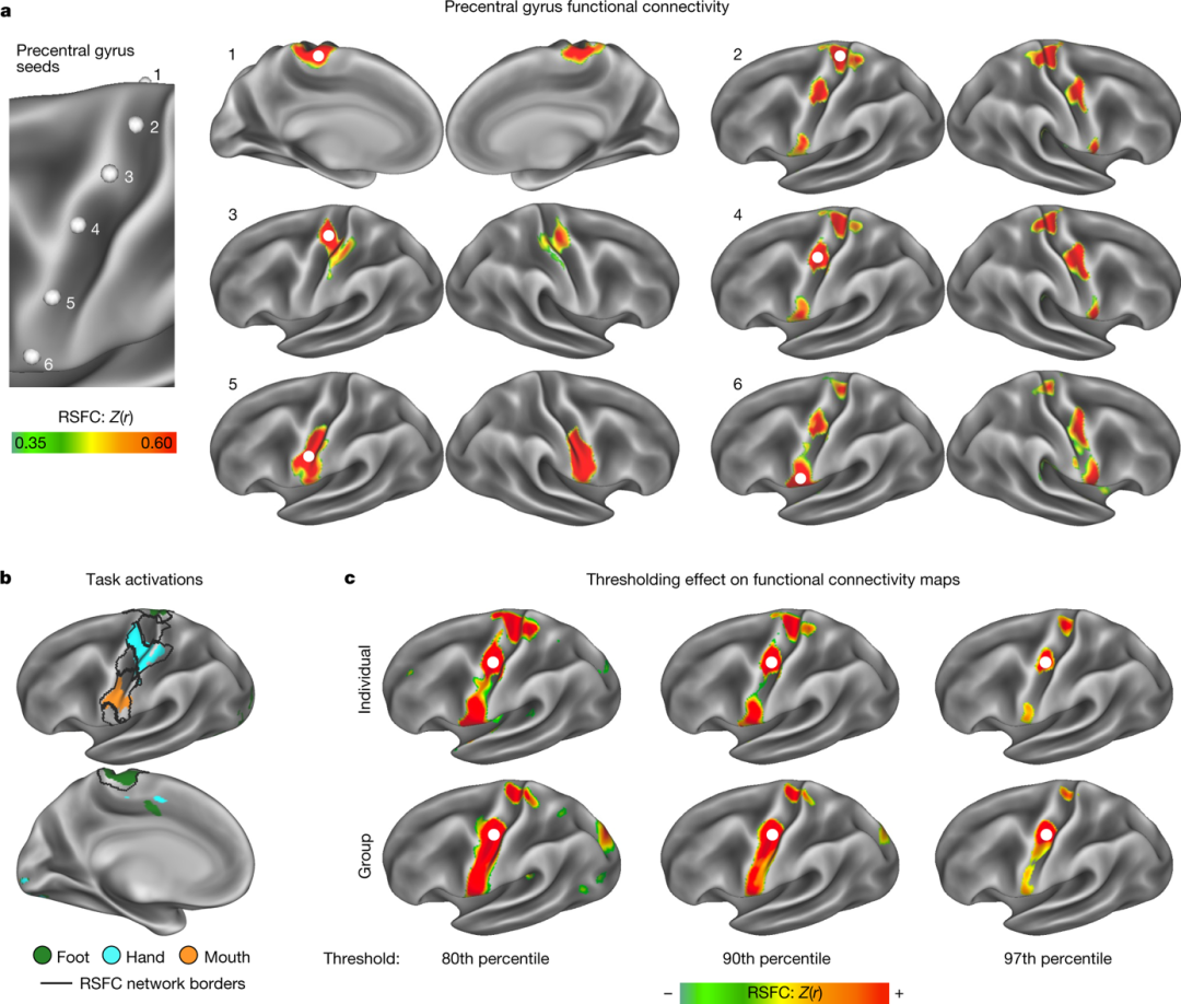 精准fmri"改写"经典教科书里的m1运动皮层(著名的"运动侏儒图")