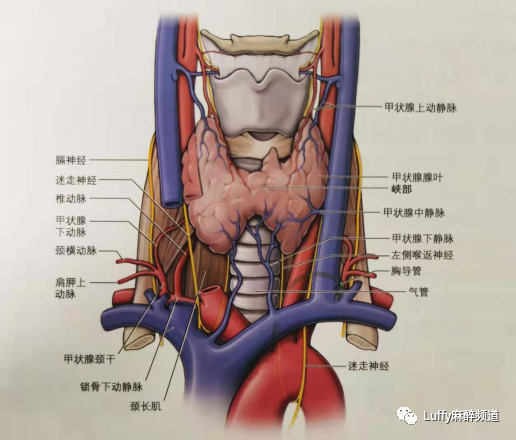 颈动脉鞘解剖图图片