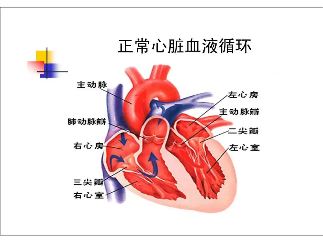 人体心脏结构图片图片-图行天下素材网