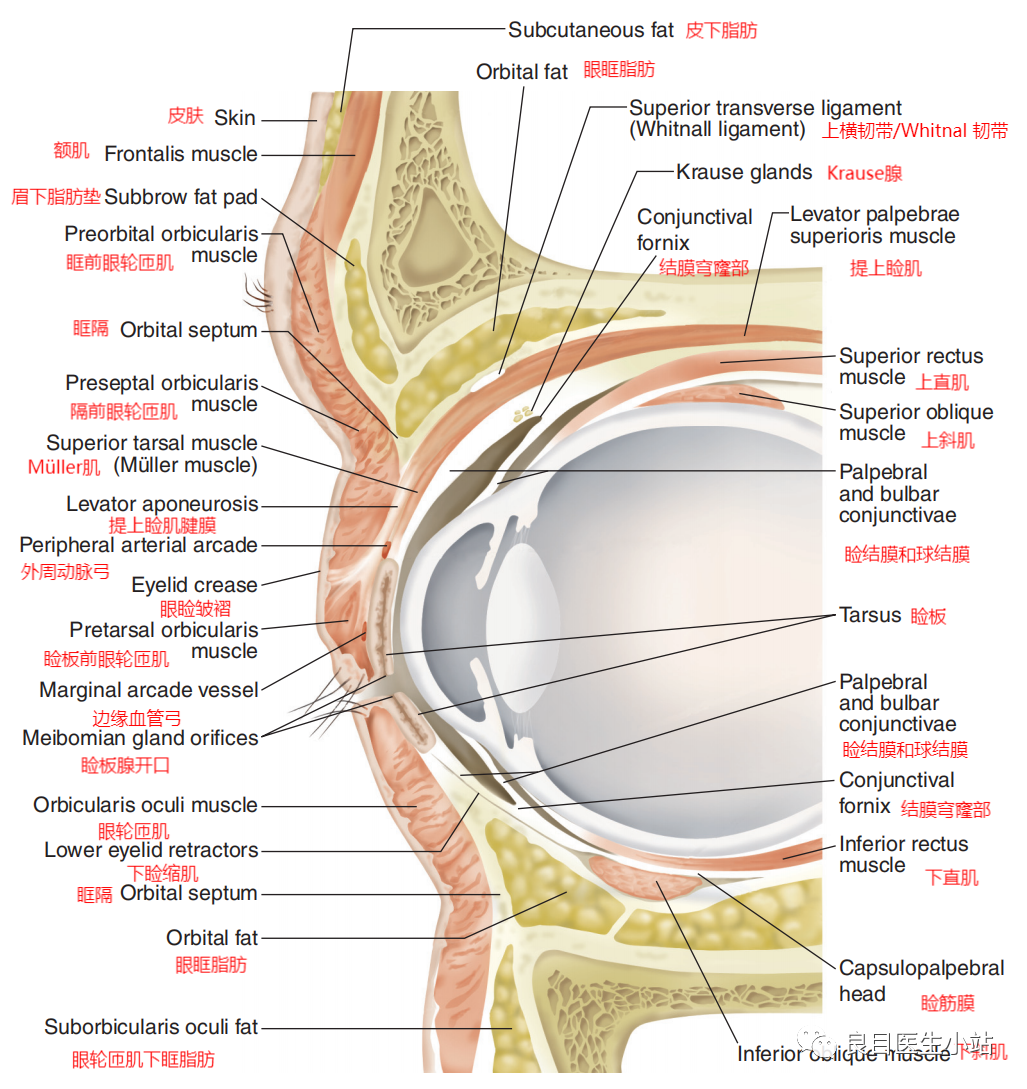 超实用,你想要的眼睑解剖结构图这都有!