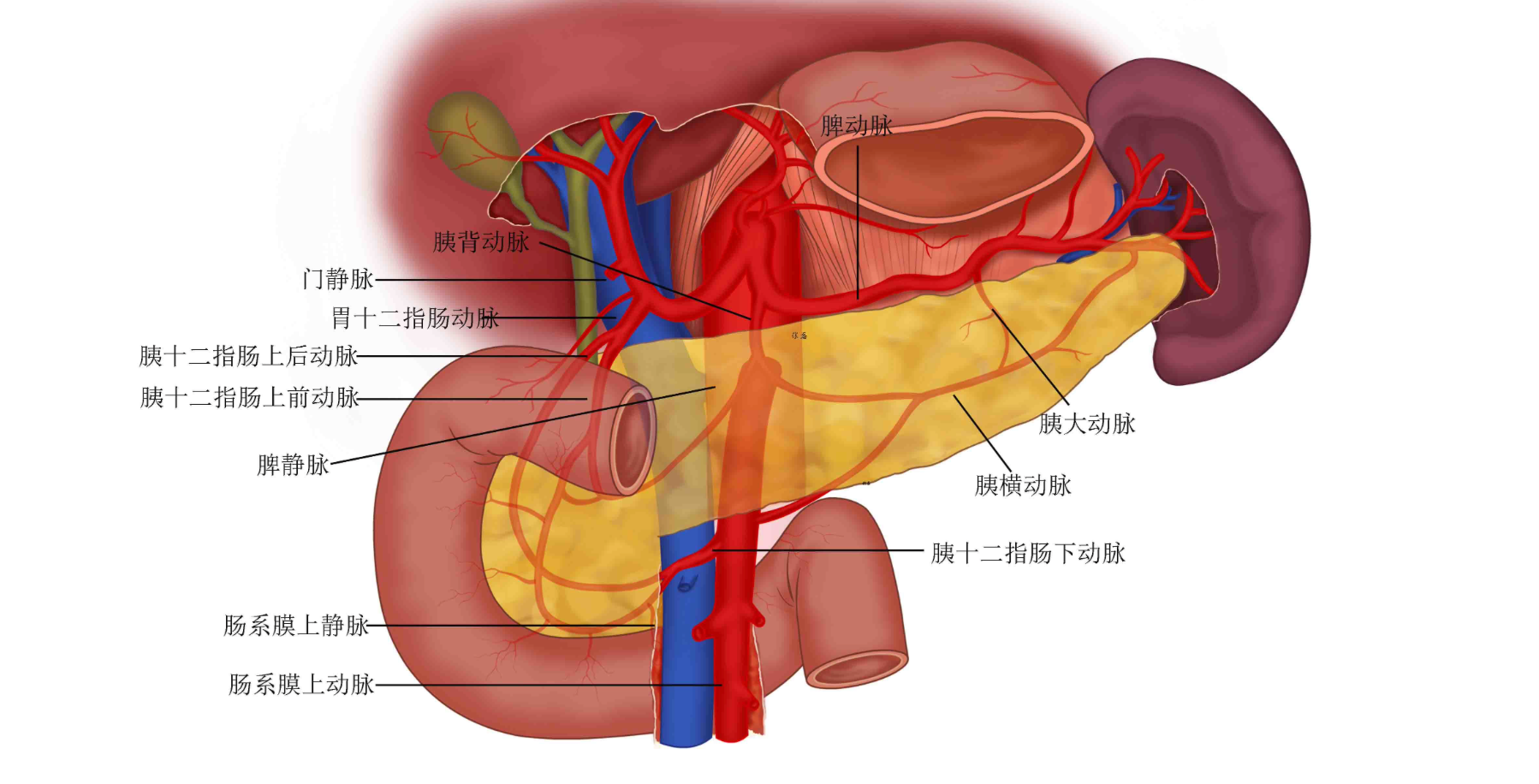 并结合阳性的结果来进行胰腺