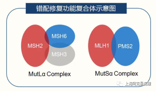一文读懂微卫星不稳定（MSI）和错配基因修复（MMR）的相关性_医学界-助力医生临床决策和职业成长