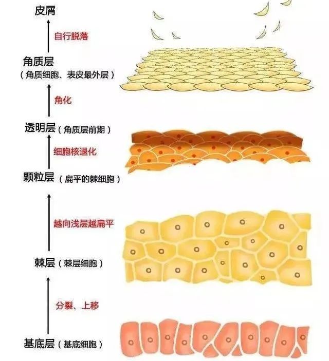 皮肤的结构与生理：解析人体最大的器官_医学界-助力医生临床决策和职业成长