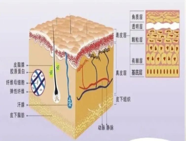 皮肤的结构与生理：解析人体最大的器官_医学界-助力医生临床决策和职业成长