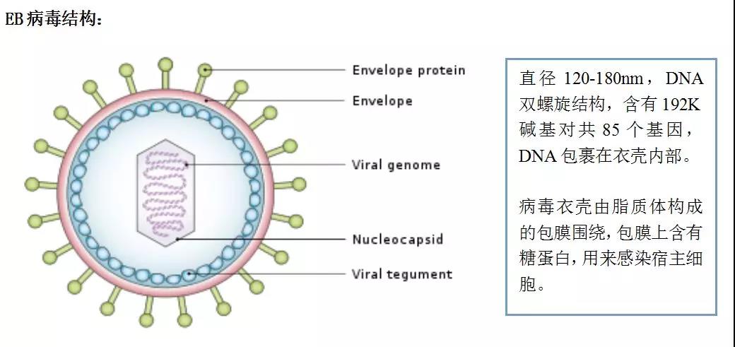 eb病毒结构示意图图片