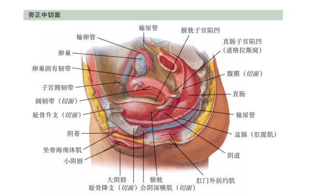 腹膜腔 子宮