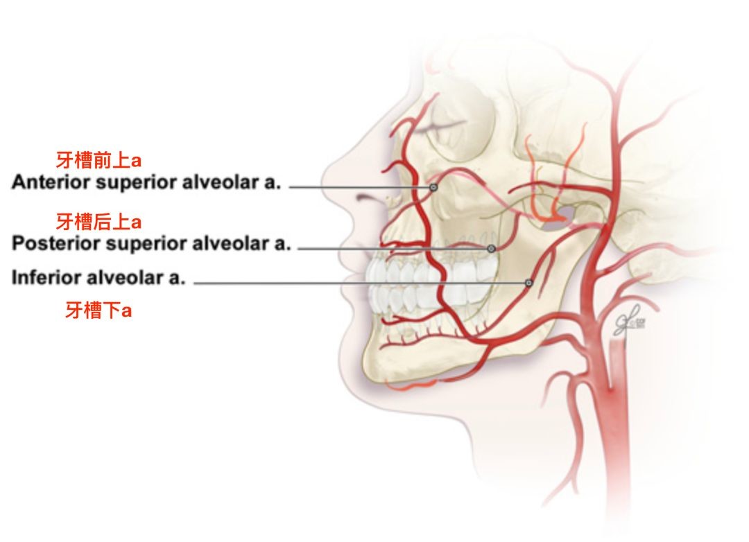 脑血管解剖学习笔记第15期:眶下动脉