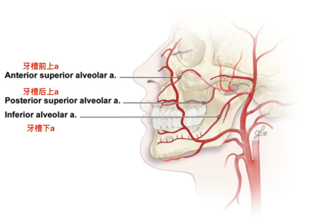 (二)牙槽动脉