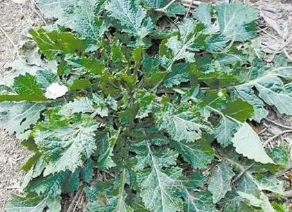 植物日光性皮炎 医学界 助力医生临床决策和职业成长