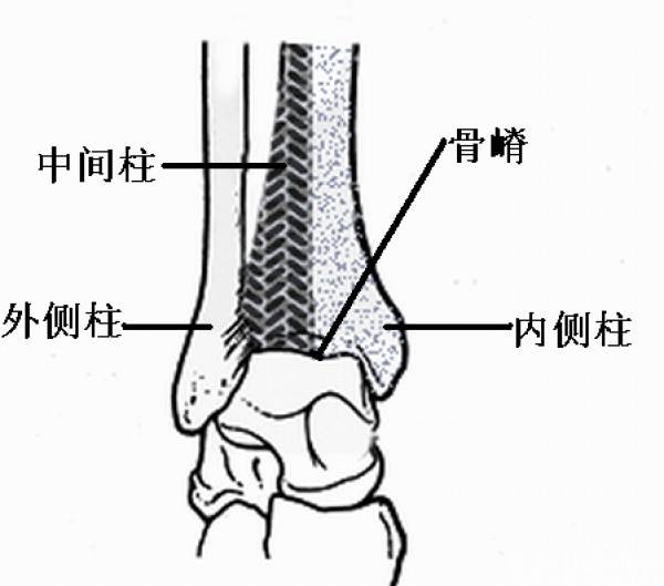 胫骨远端关节面有一钝性矢状面走向的骨嵴,在骨嵴的两侧有内,外侧沟