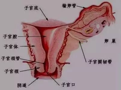 子宫内膜病变离我们究竟有多远 医学界 助力医生临床决策和职业成长