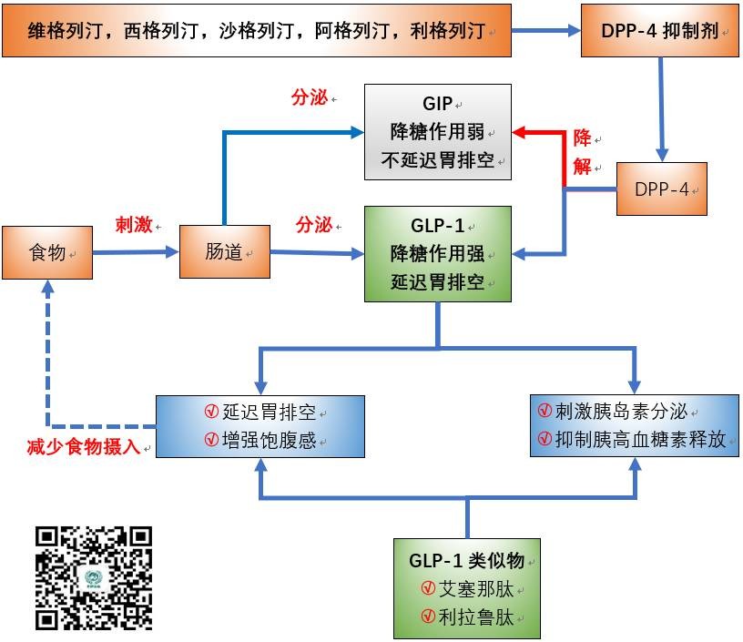 glp1类似物与dpp4抑制剂究竟有何区别