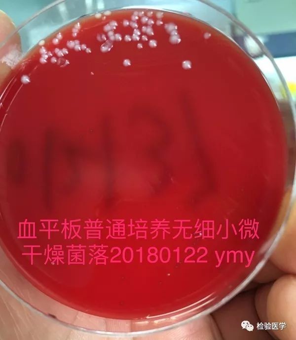 图四,普通培养环境下淋病奈瑟菌在血平板上不生长图五,淋病奈瑟菌在