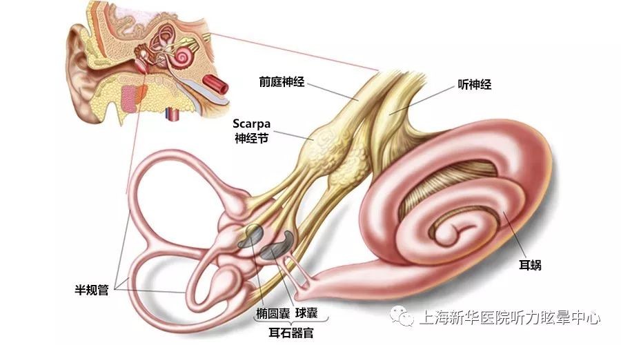 前庭系统在我们的耳朵里,深深地埋在头的颞骨里,由三对半规管,一对