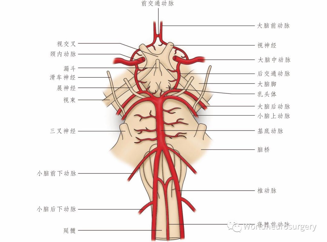 图2-87 腰动脉脊支-骨科临床解剖学-医学