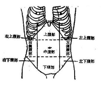 右下腹 人体图片