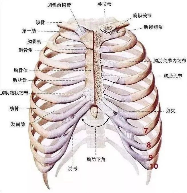 宝宝肋骨中间有个骨头图片