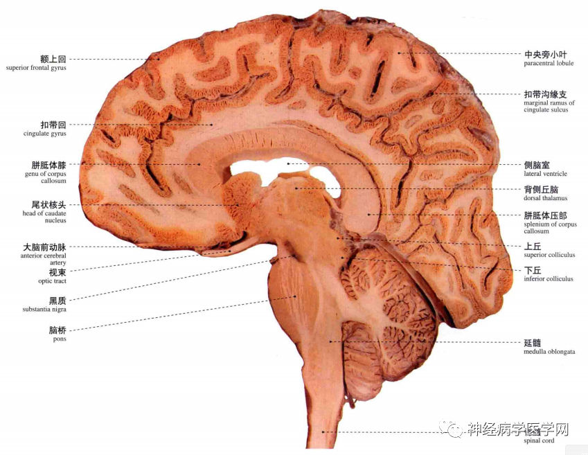 「推荐」高清大脑断层解剖