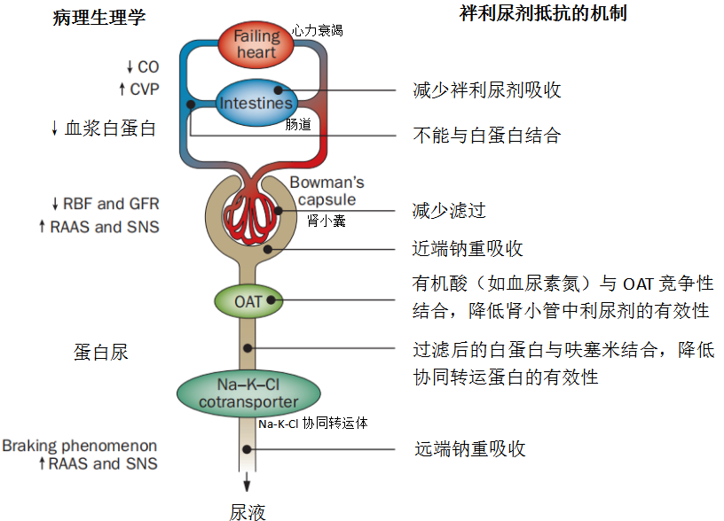 一位严重水肿患者,为何她的利尿剂应用失效了?