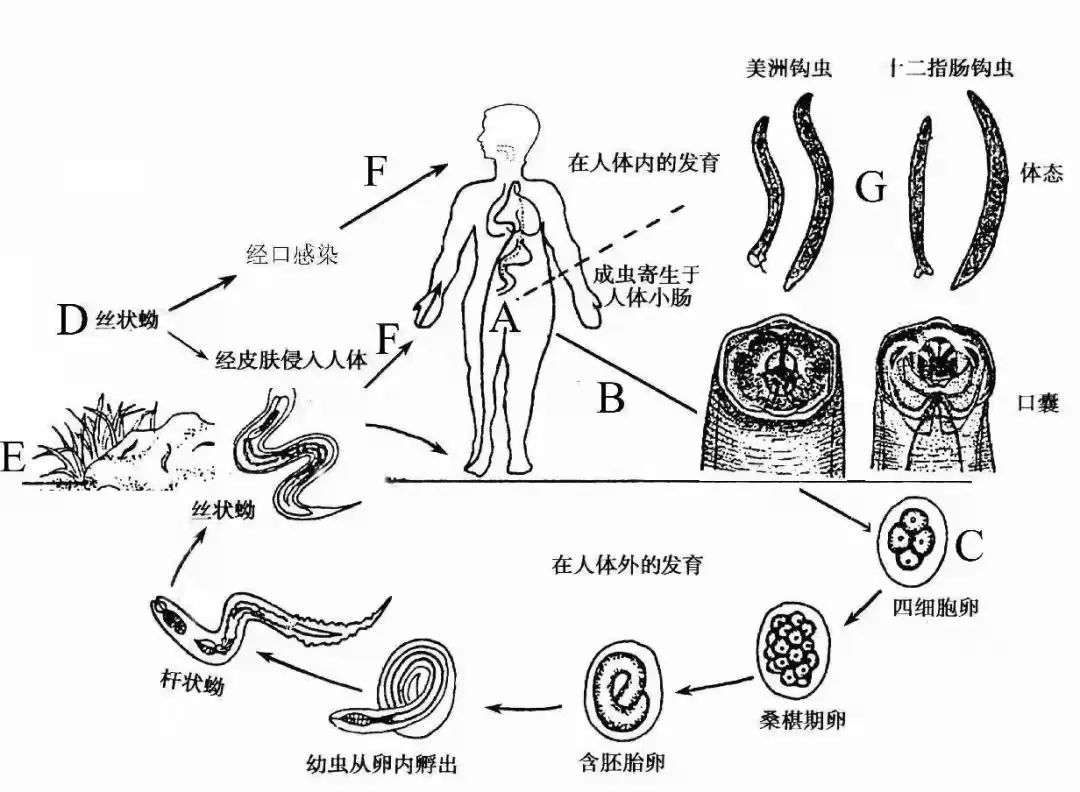 钩虫结构图片