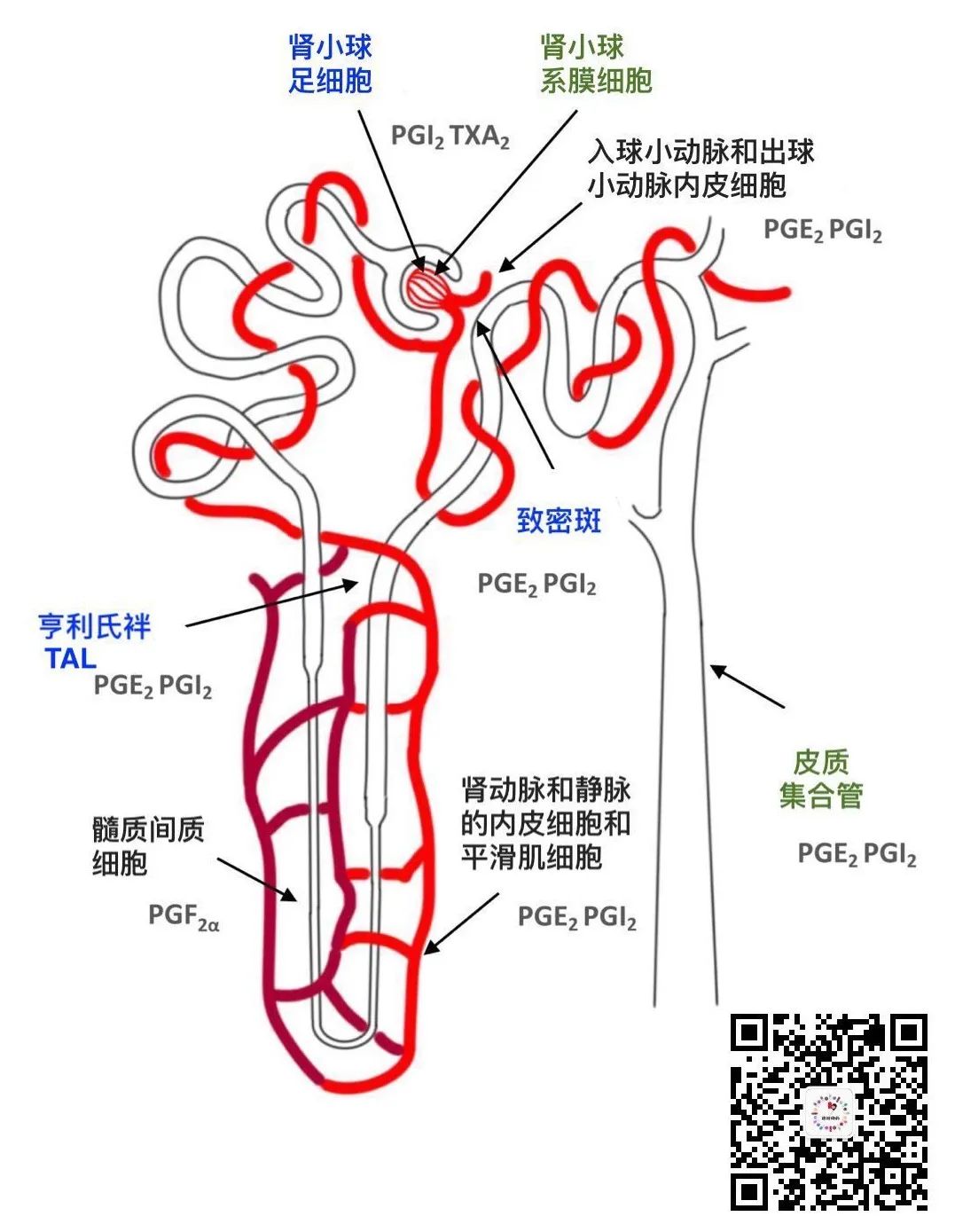 三、肾上腺血管-泌尿外科图像解剖-医学