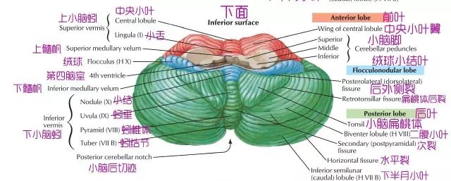 關於小腦的功能分區這篇文章說全了