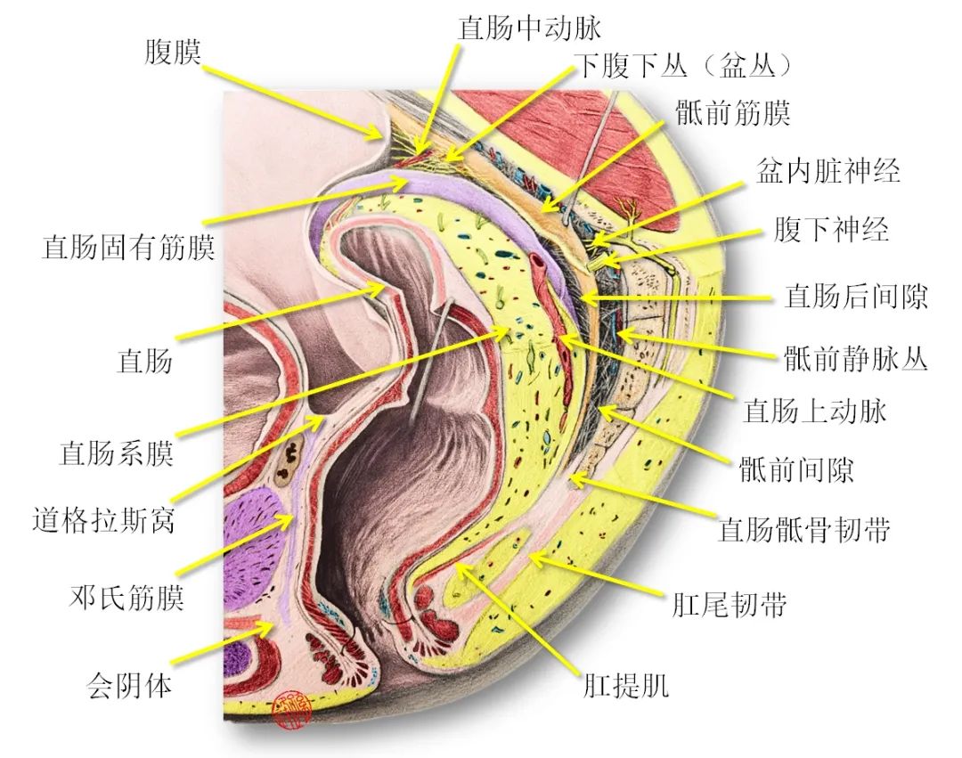 直肠系膜筋膜解剖图图片