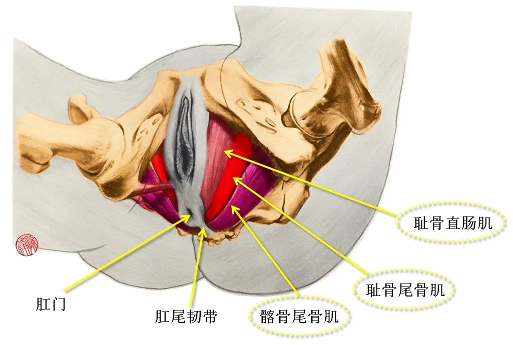 男性直肠周围重要的解剖标志