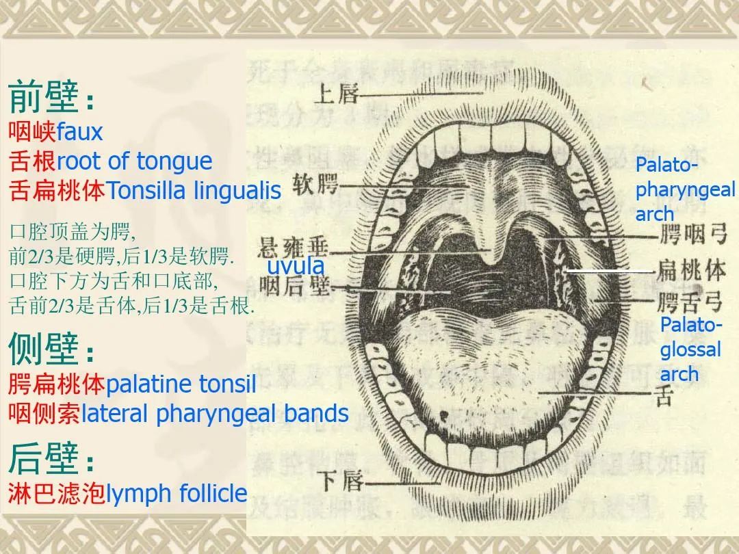图5-2-31 舌下神经、舌咽神经、迷走神经、副神经-人体解剖学与组织生理病理学-医学