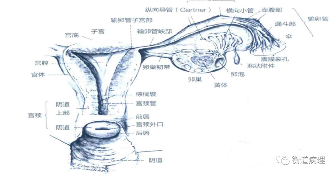 宫颈组织结构分层图片