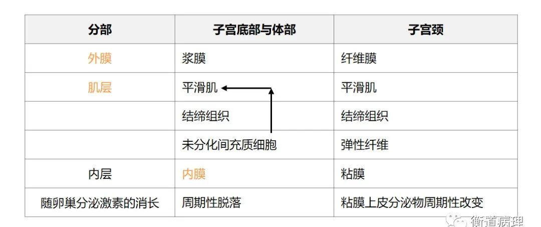 宫颈组织结构分层图片