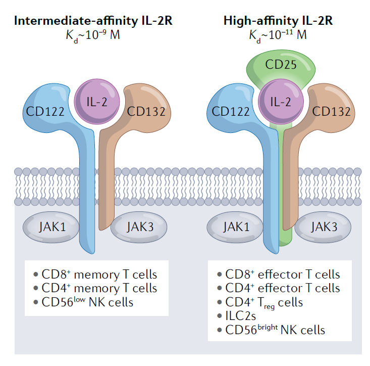 它通过与il-2受体(il-2r)结合调节免疫反应.