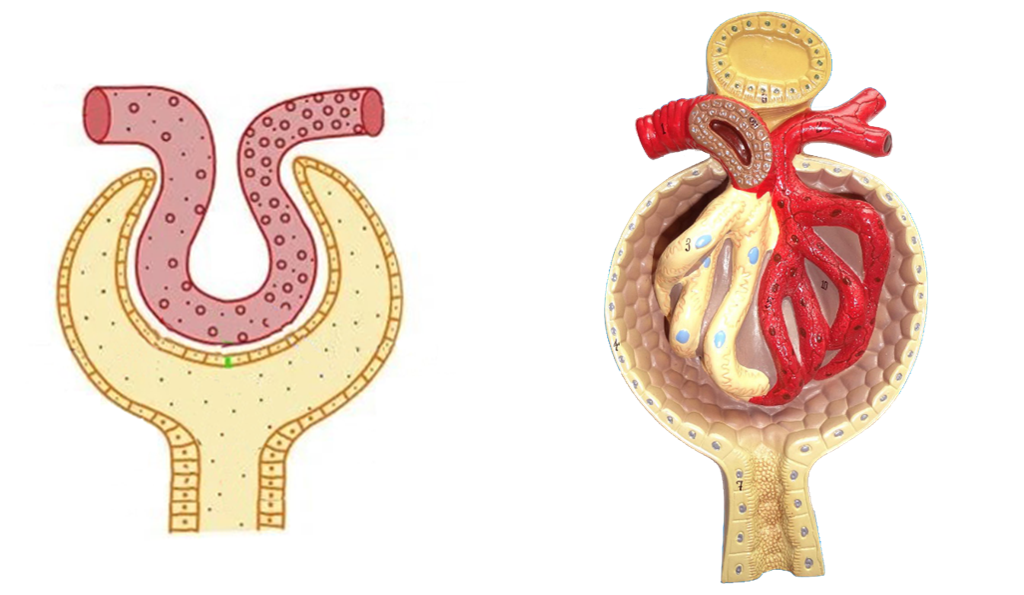 肾小体的解剖图图片