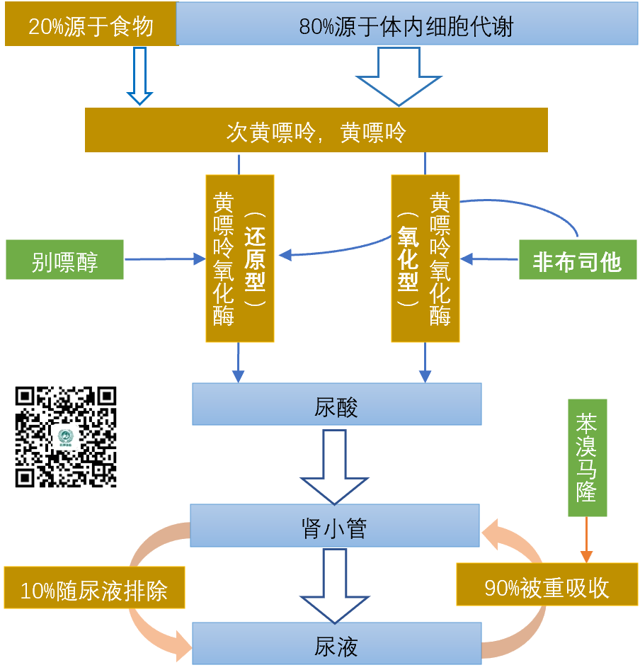 别嘌醇基因图片