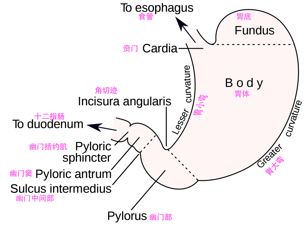 图102 胃的形态和分部-基础医学-医学