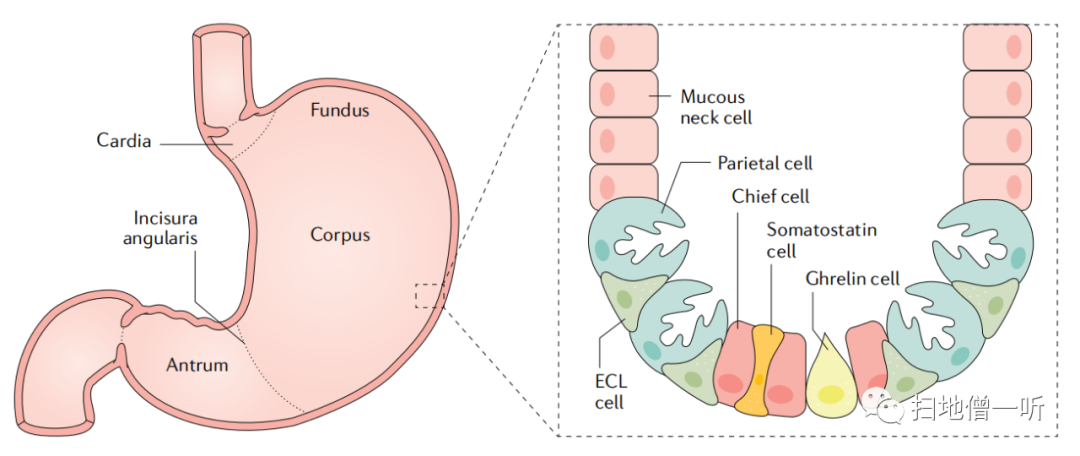 a型胃炎综述全攻略