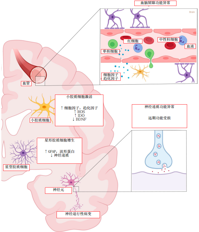 一文看懂,什么是神经炎症反应?_医学界-助力医生临床决策和职业成长