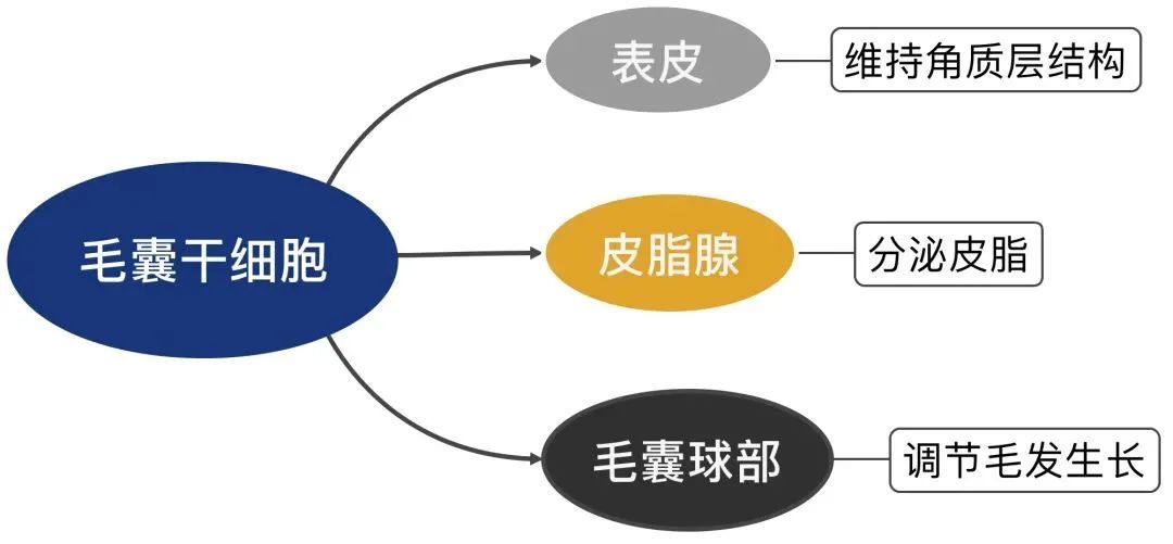 舒疤宁去鸡皮肤(舒疤宁去鸡皮肤有效果吗)