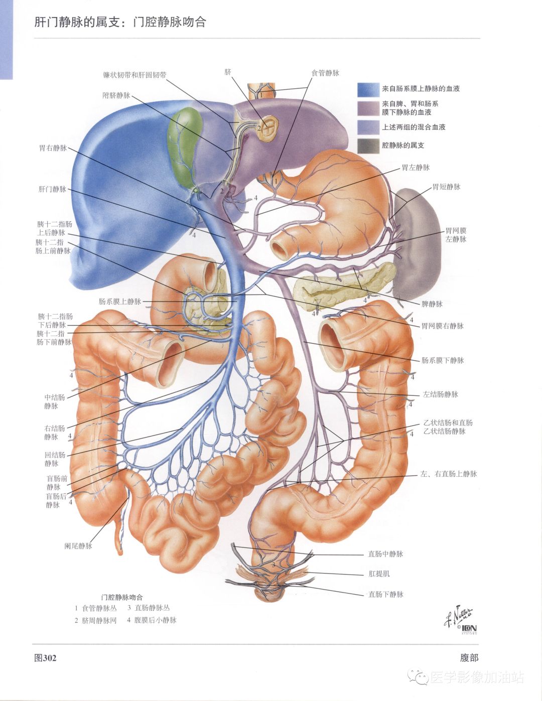 图7-19 第一肝门横断面表现-腹部外科临床解剖学-医学