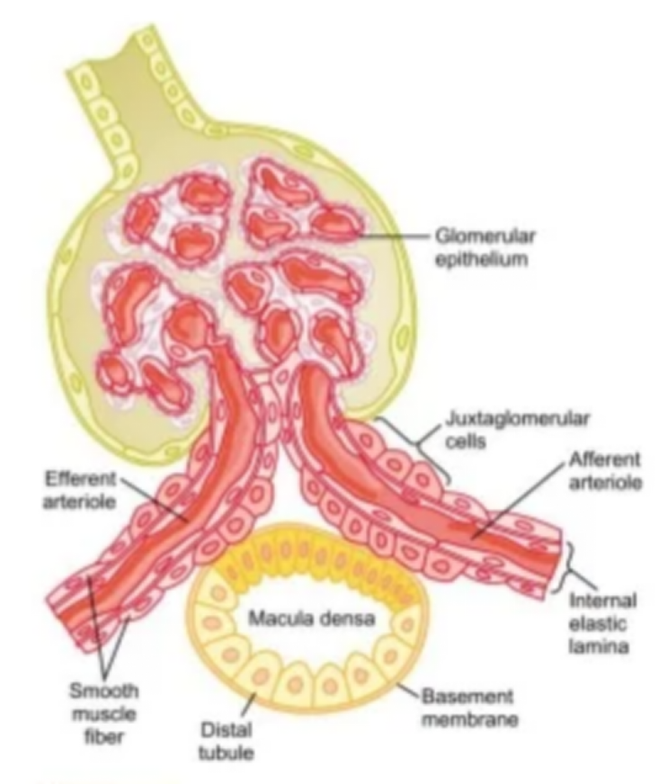 管球反馈的作用是什么