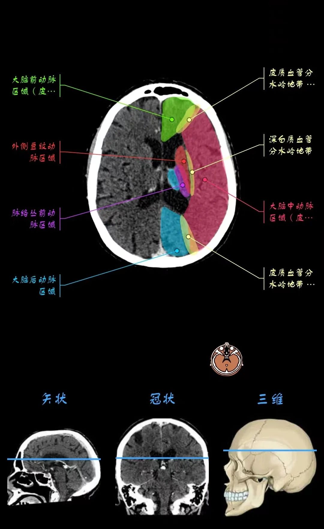 ​神经影像解剖及血供范围分布图