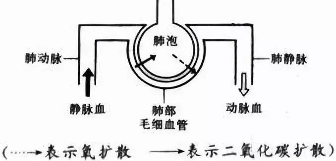 肺泡动脉血氧分压差一文理解