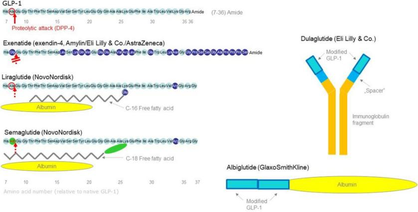 来看看GIP与GLP-1有何差异、潜力？_医学界-助力医生临床决策和职业成长