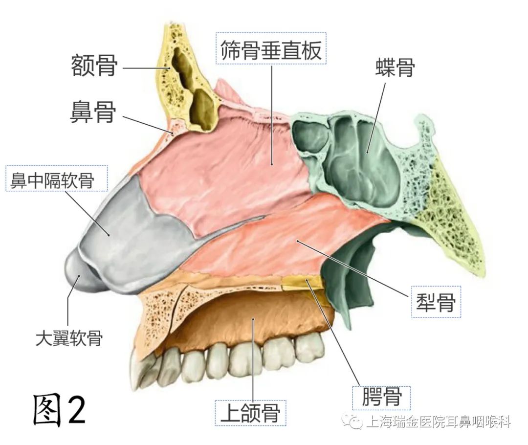 图4.1.2.2 鼻中隔动脉供应-外科学-医学