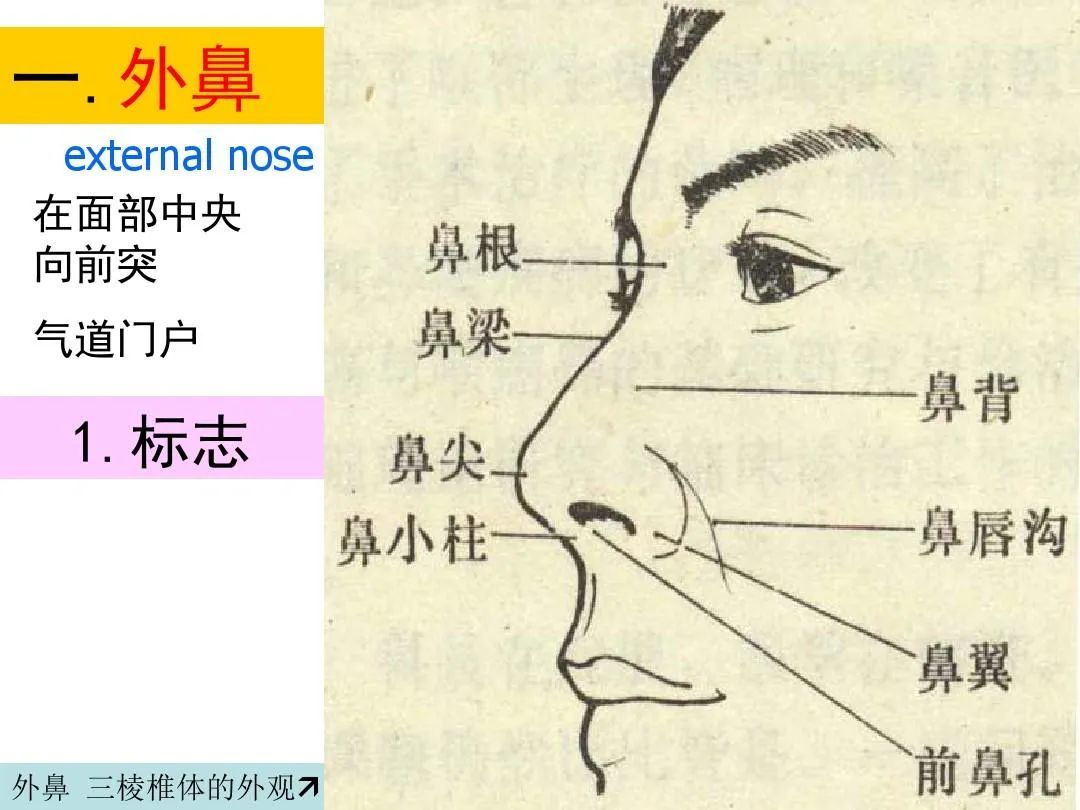 鼻子的结构-普画网