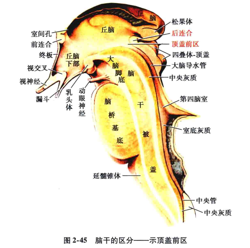 脑干生理,解剖,病损定位「人手一册」