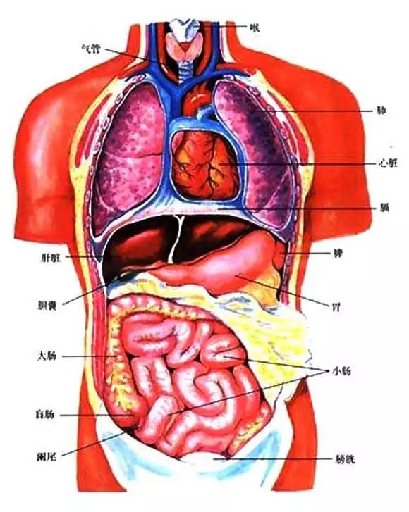 腹腔图片位置示意图图片