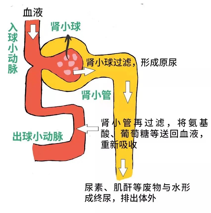 肾脏工作过程图讲解图片