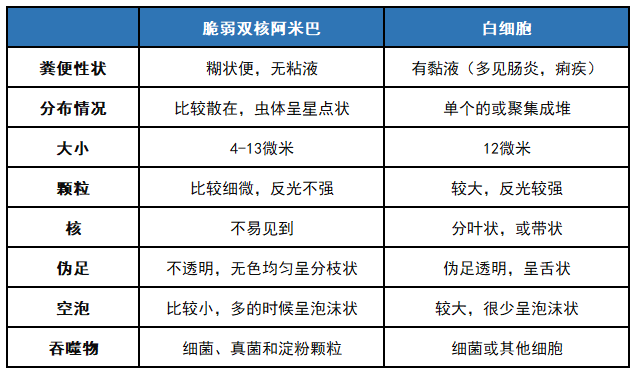 脆弱双核阿米巴与白细胞的鉴别要点【核】不易见到【内质】可见吞噬的
